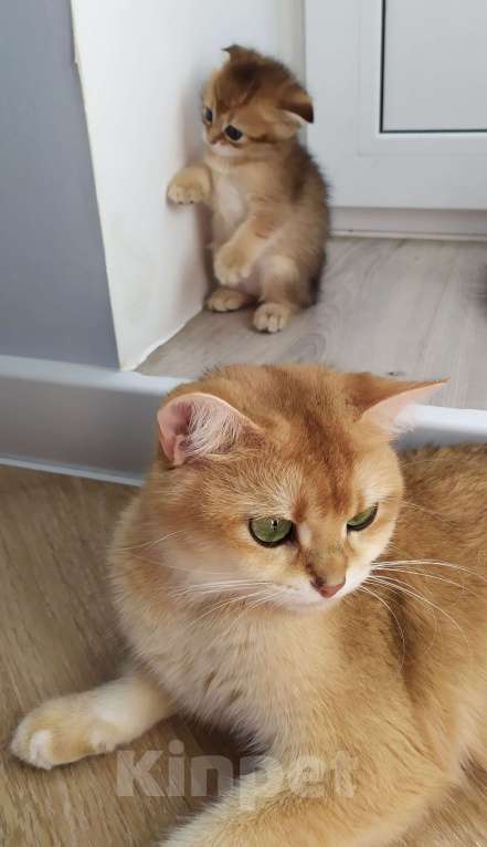 Кошки в других городах Московской области: Шотландская вислоухая Девочка, 10 000 руб. - фото 2