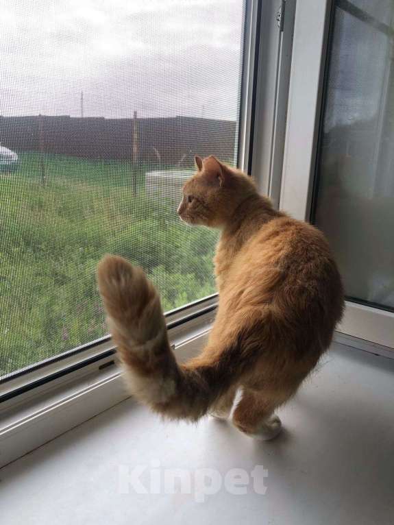 Кошки в Дмитрове: Поддержите котика Степу. Мальчик, Бесплатно - фото 10