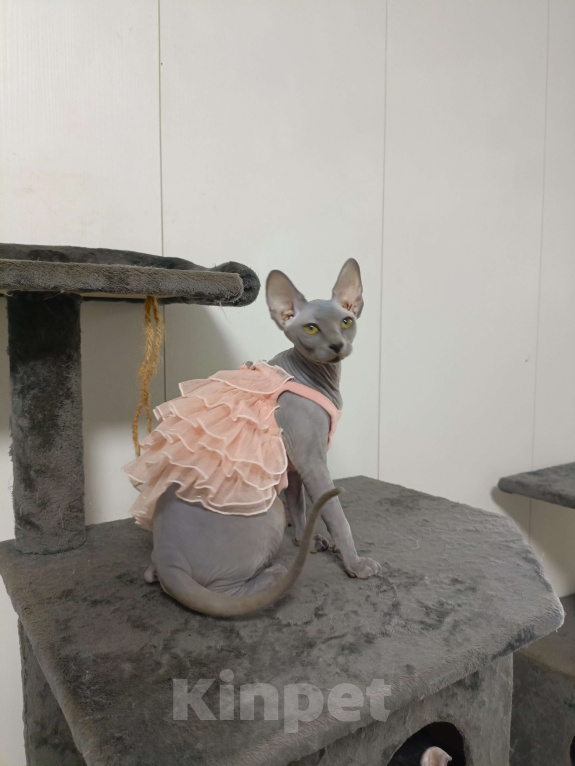 Кошки в Москве: Голубые эксклюзивные эльфы сфинксы Девочка, 180 000 руб. - фото 3