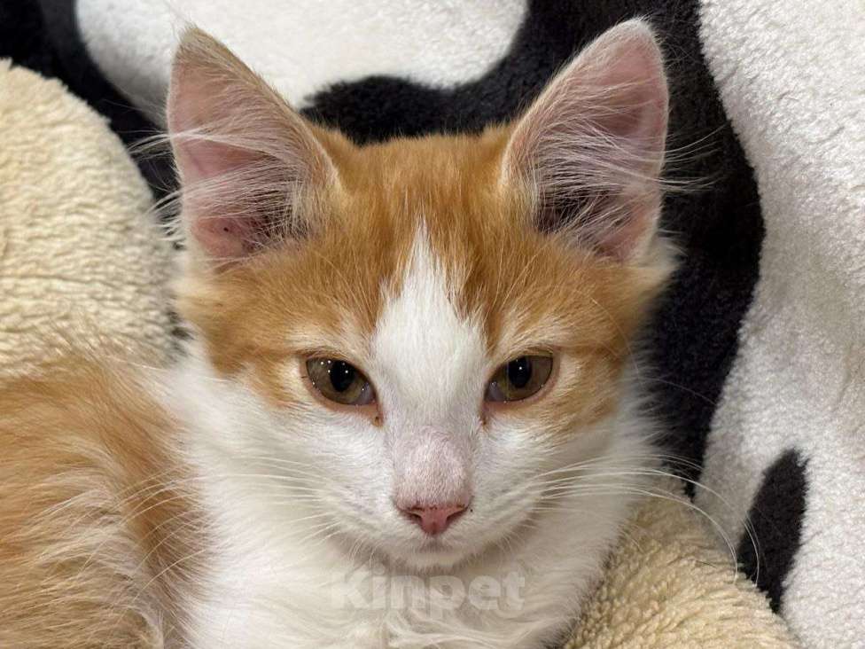 Кошки в Москве: Рыжий Лёвик. Котенок в добрые руки. Мальчик, Бесплатно - фото 4