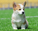 Собаки в Твери: Щенок Вельш-корги-пемброк Мальчик, 120 000 руб. - фото 8