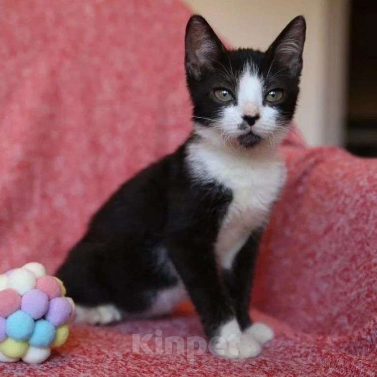 Кошки в Москве: Маленькая Дрим Девочка, Бесплатно - фото 4