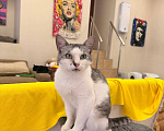 Кошки в Санкт-Петербурге: Кошка в добрые  руки Девочка, Бесплатно - фото 2