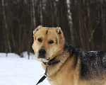 Собаки в Видном: Алабай Скорсби 2 года Мальчик, Бесплатно - фото 3
