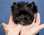 Собаки в Москве: Цветной Йорк чёрного окраса Мальчик, 60 000 руб. - фото 2