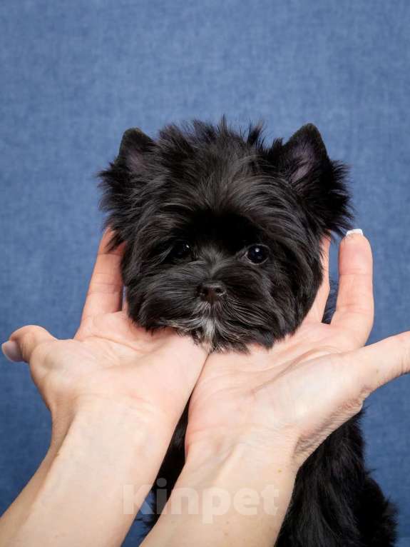 Собаки в Москве: Цветной Йорк чёрного окраса Мальчик, 60 000 руб. - фото 2