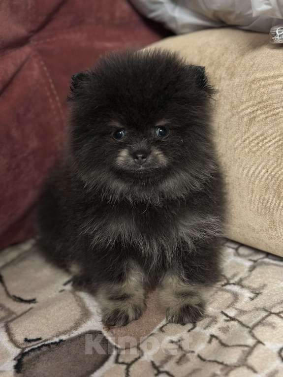 Собаки в Санкт-Петербурге: Померанский шпиц мальчики мини Мальчик, 40 000 руб. - фото 6