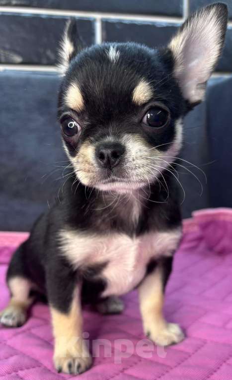 Собаки в Ростове-на-Дону: Девочка чихуахуа Девочка, 40 000 руб. - фото 3