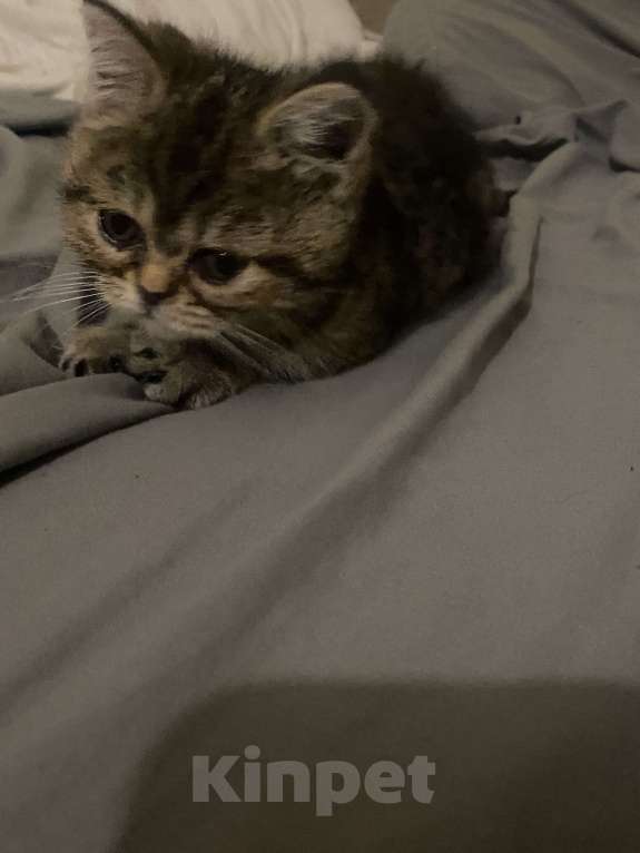 Кошки в Челябинске: отдам породистого котенка Девочка, Бесплатно - фото 4