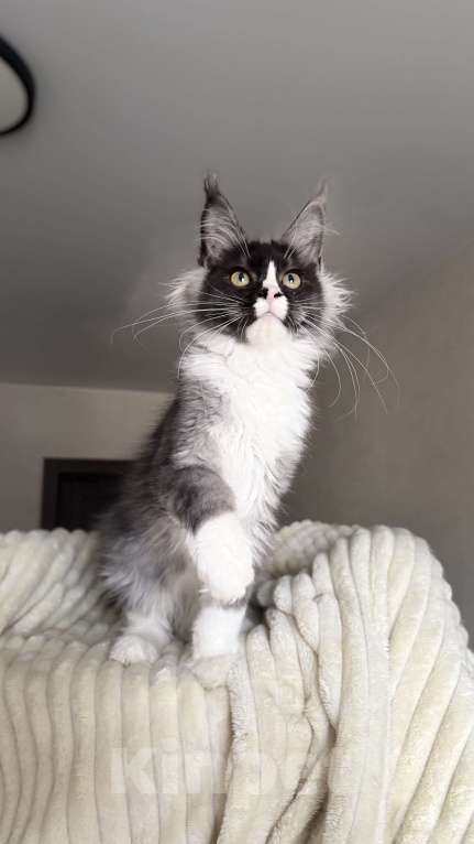 Кошки в Москве: Котенок мейн кун черный дым Мальчик, 50 000 руб. - фото 2