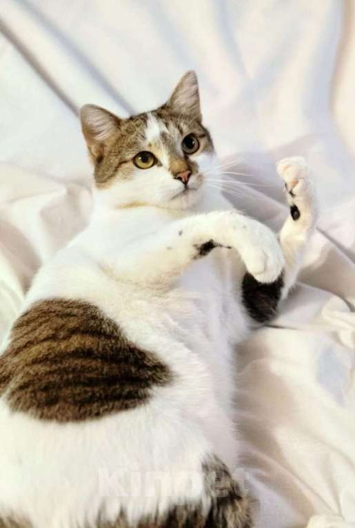 Кошки в Москве: Котика избили и выбросили умирать Мальчик, Бесплатно - фото 3