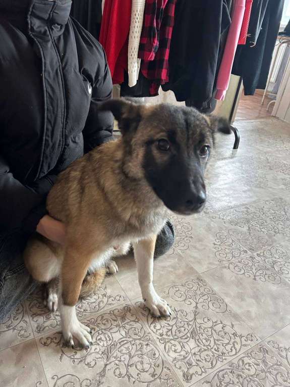 Собаки в Казани: Отдам в добрые руки Ласковую Собачку  Девочка, Бесплатно - фото 4