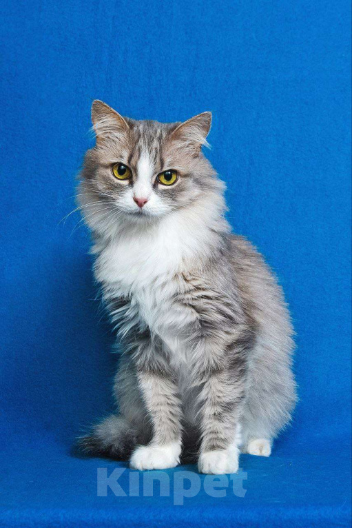 Кошки в Москве: Пушистая Женева ищет дом Девочка, Бесплатно - фото 1