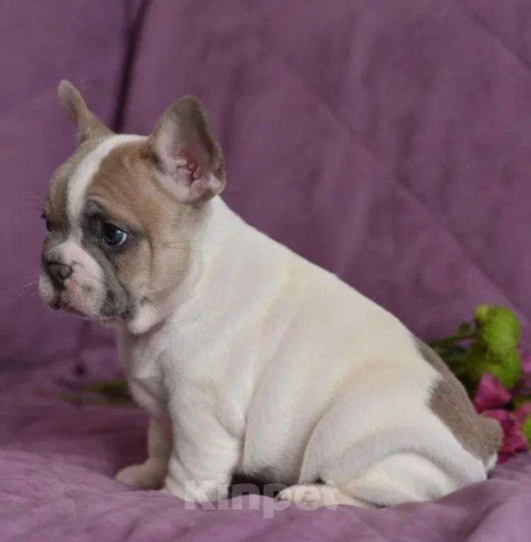 Собаки в других городах Воронежской области: Мальчик французский бульдог  Мальчик, 55 000 руб. - фото 9