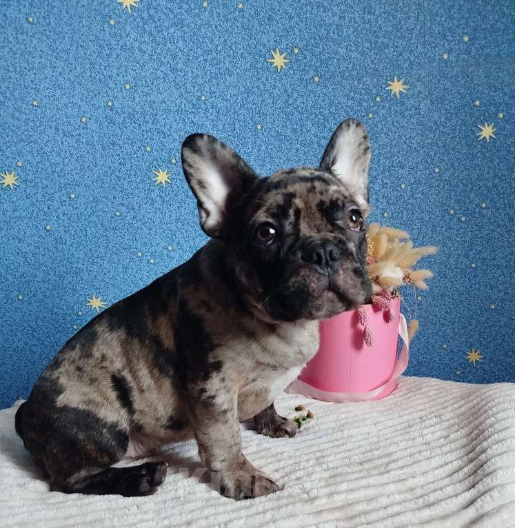 Собаки в Москве: Мальчик французский бульдог Мальчик, 55 000 руб. - фото 2