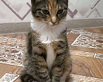 Кошки в Москве: Маленькое солнышко, милейший котенок Лапушка в добрые руки Девочка, Бесплатно - фото 1