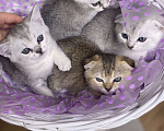 Кошки в Красногорске: Шотландские котята , 15 000 руб. - фото 2