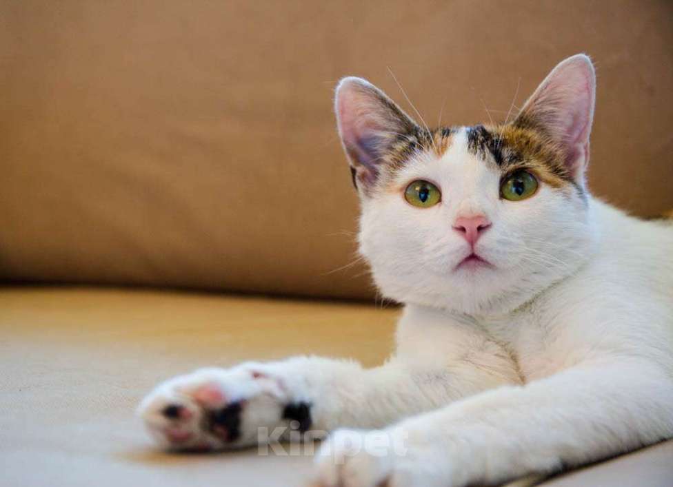 Кошки в Москве: Трехцветная кото-мартышка Маришка в добрые руки Девочка, Бесплатно - фото 7
