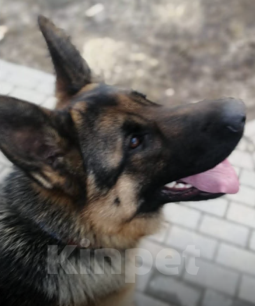 Собаки в других городах Московской области: Щенки немецкой овчарки Девочка, 17 000 руб. - фото 4