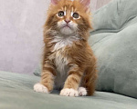 Кошки в Иркутске: Котенок мейн-кун Девочка, 20 000 руб. - фото 5