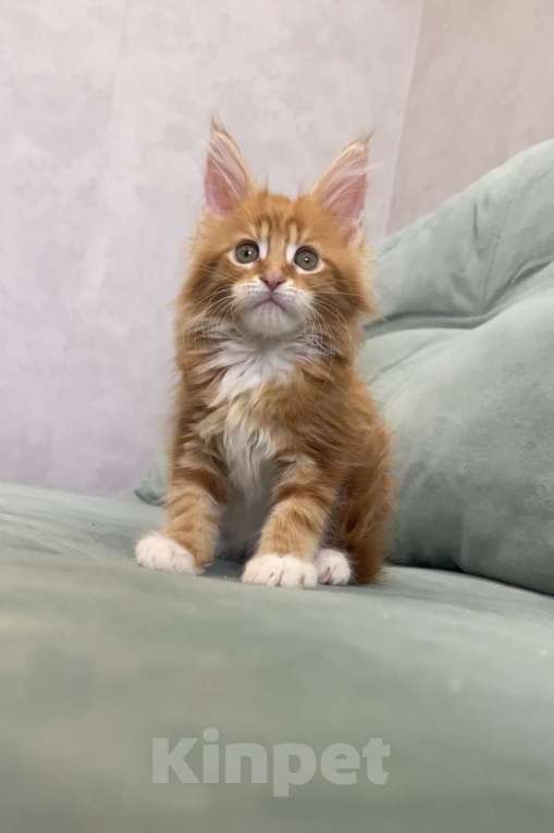Кошки в Иркутске: Котенок мейн-кун Девочка, 20 000 руб. - фото 5