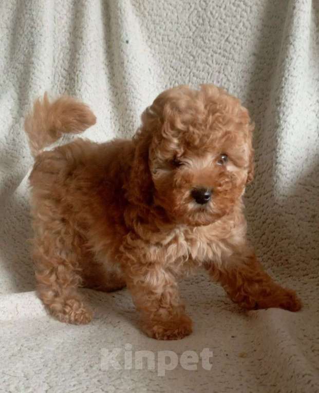 Собаки в Санкт-Петербурге: Той пудель Девочка, 65 000 руб. - фото 6