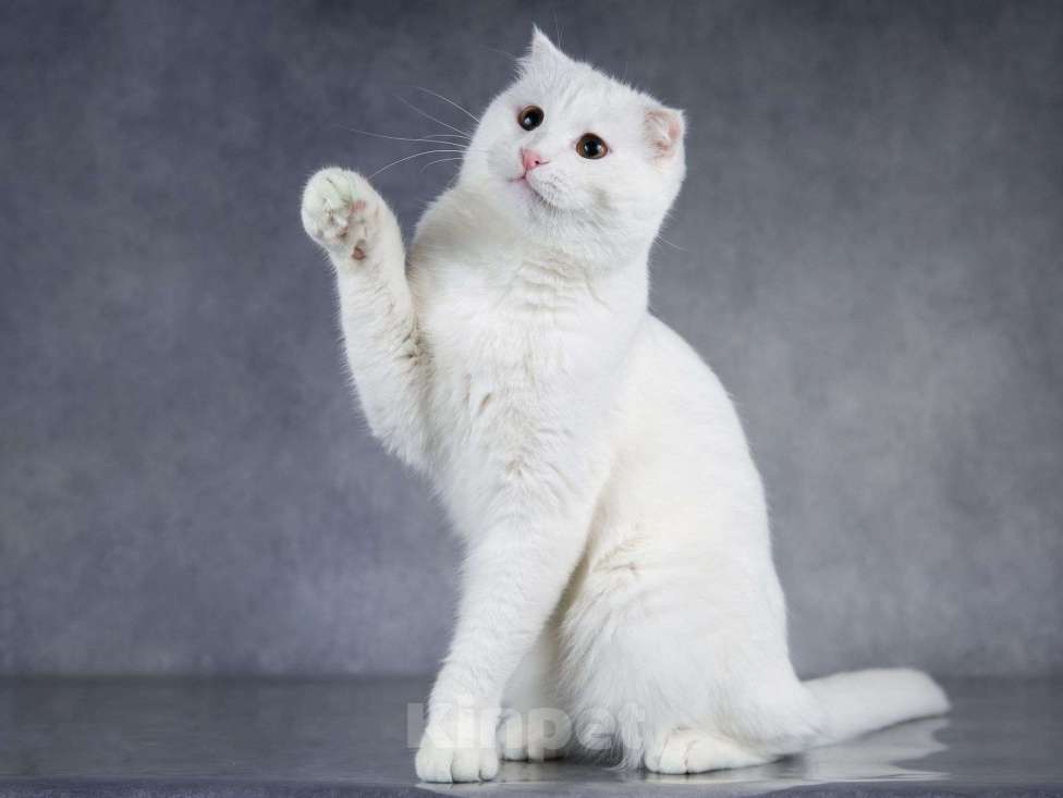 Кошки в Москве: Интеллигентный ласковый глухой котик Эклер Мальчик, Бесплатно - фото 1