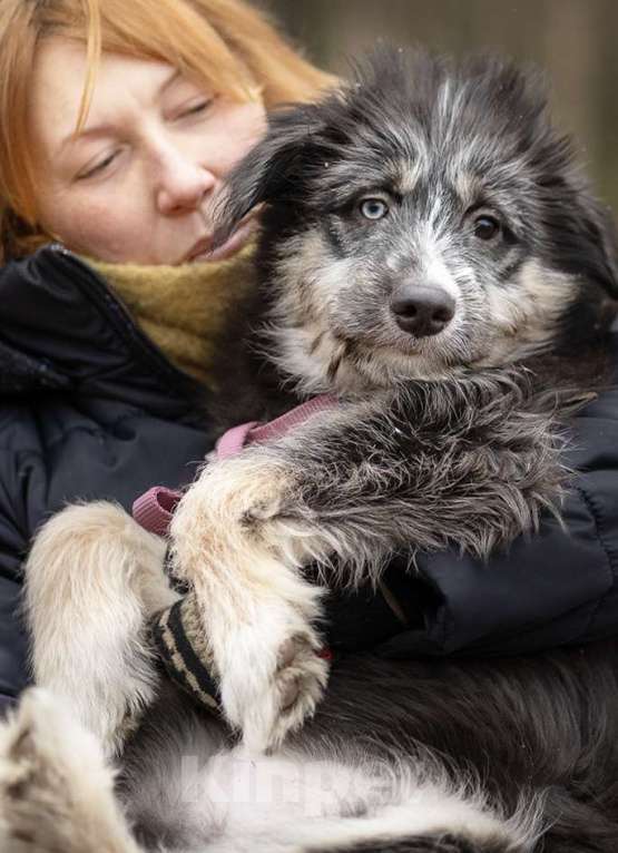 Собаки в Москве: Голубоглазый добрый мальчик Барошка 6 месяцев  Мальчик, 100 руб. - фото 1