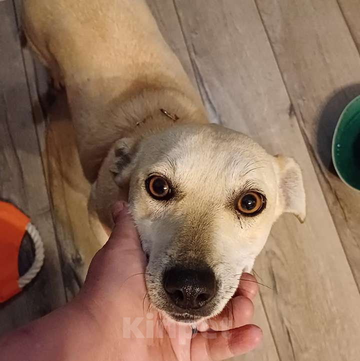 Собаки в Москве: Весёлая Горошинка ищет дом Девочка, 12 руб. - фото 2