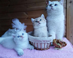 Кошки в Москве: Британские короткошёрстные котята шиншиллы Разнополые, 15 000 руб. - фото 8