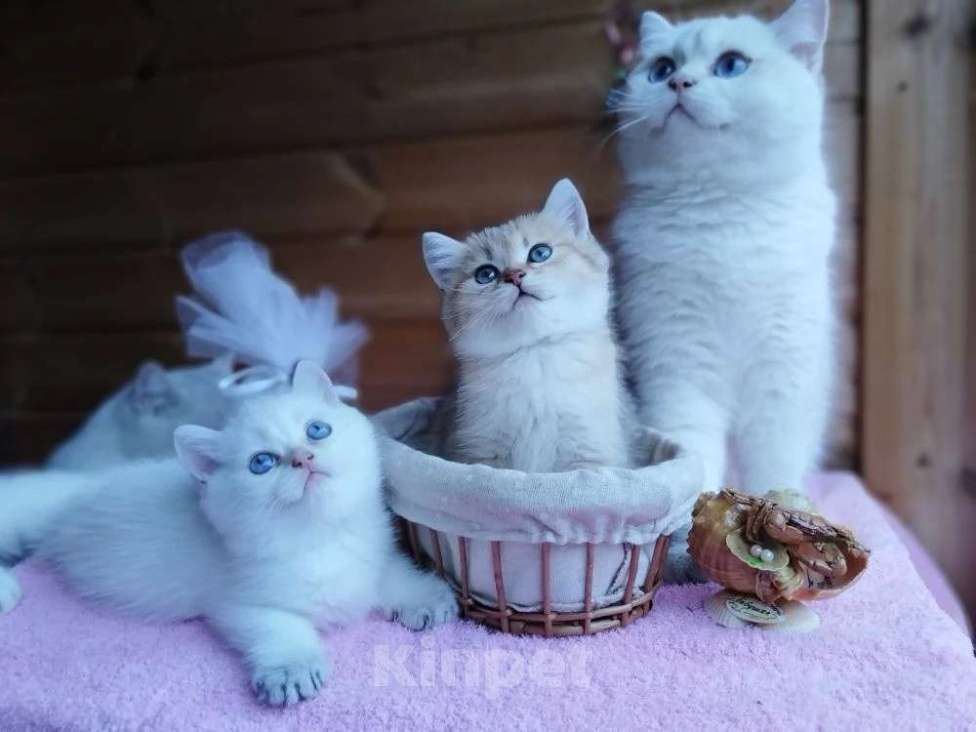 Кошки в Москве: Британские короткошёрстные котята шиншиллы Разнополые, 15 000 руб. - фото 8