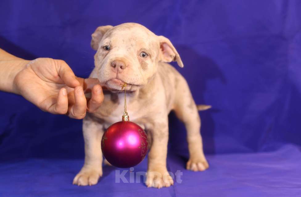 Собаки в Всеволожске: ММ ДРИАДА МЕРЛЕ Девочка, Бесплатно - фото 3