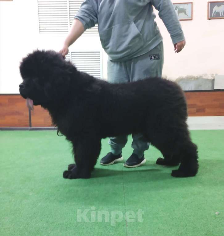 Собаки в Пензе: Щенок ньюфаундленда Мальчик, Бесплатно - фото 1