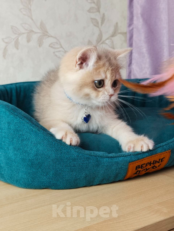 Кошки в Москве: Британский котенок Мальчик, 39 000 руб. - фото 6