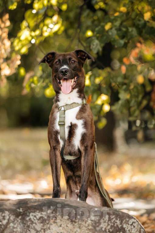 Собаки в Москве: Бадди в поиске родной души! Мальчик, Бесплатно - фото 3
