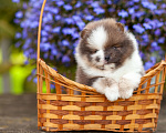 Собаки в Солнечногорске: Щенок померанского шпица Мальчик, 30 000 руб. - фото 1