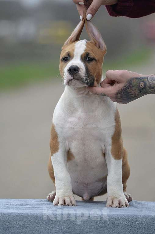 Собаки в Краснодаре: Кобель ам стаффа РКФ Мальчик, 80 000 руб. - фото 2