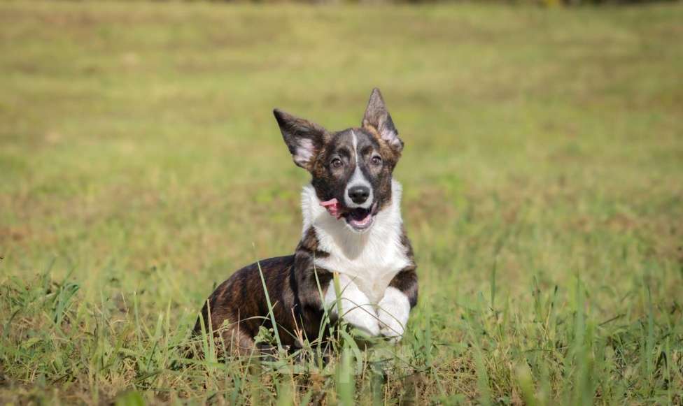 Собаки в других городах Московской области: Янита  Девочка, 30 000 руб. - фото 2