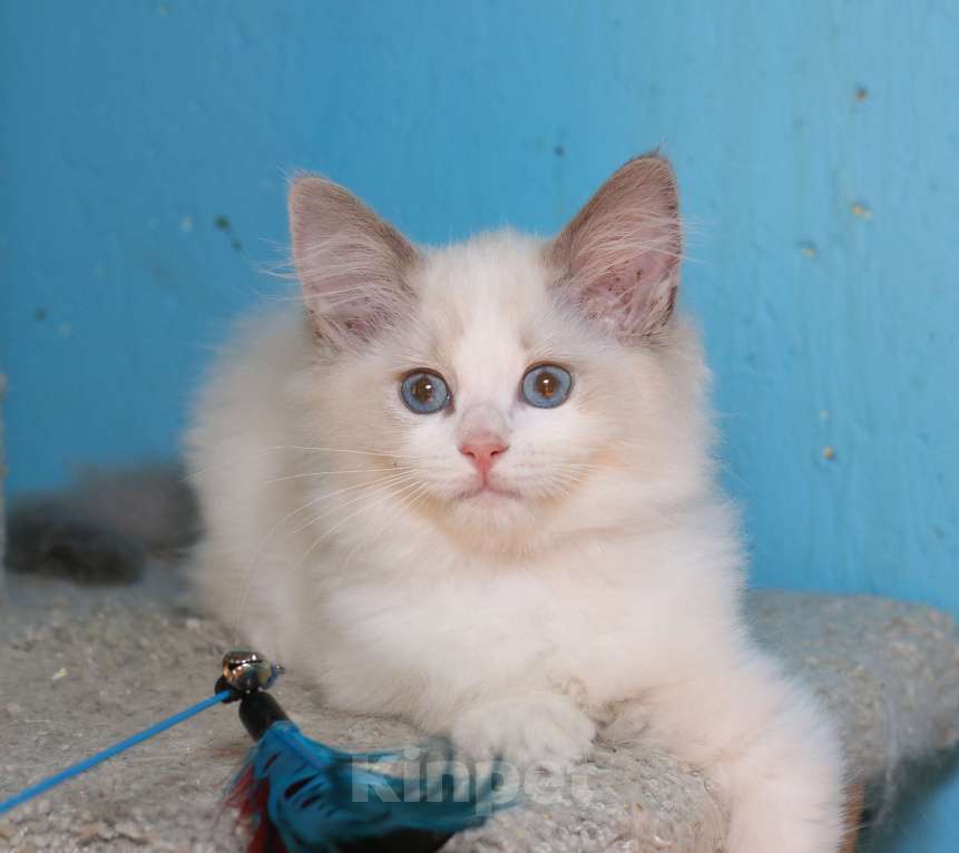 Кошки в Санкт-Петербурге: Рэгдолл Мальчик, 50 000 руб. - фото 4
