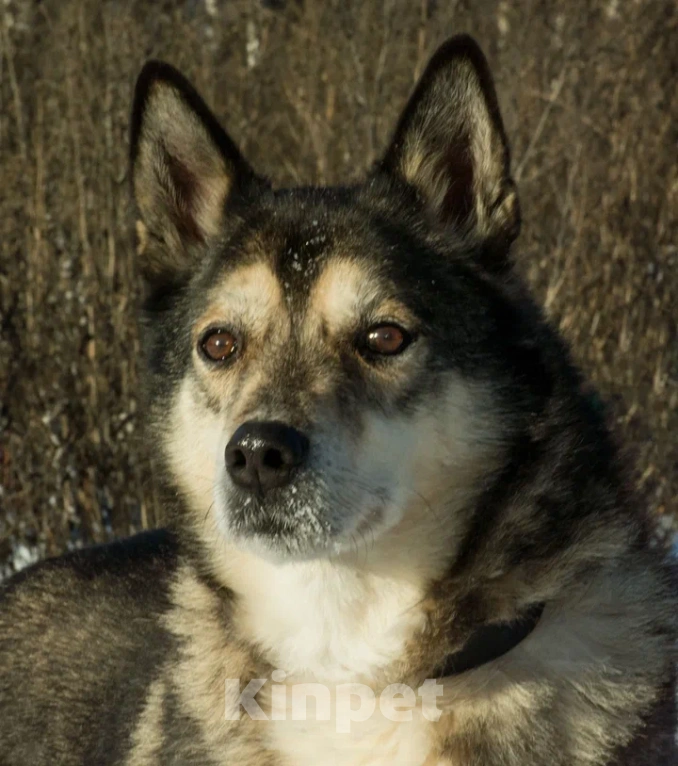 Собаки в Москве: Добрейший пёс в добрые руки  Мальчик, Бесплатно - фото 1