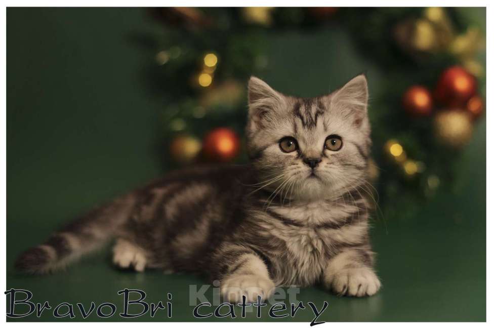 Кошки в Сургуте: Британский короткошерстный котенок Мальчик, 50 000 руб. - фото 7