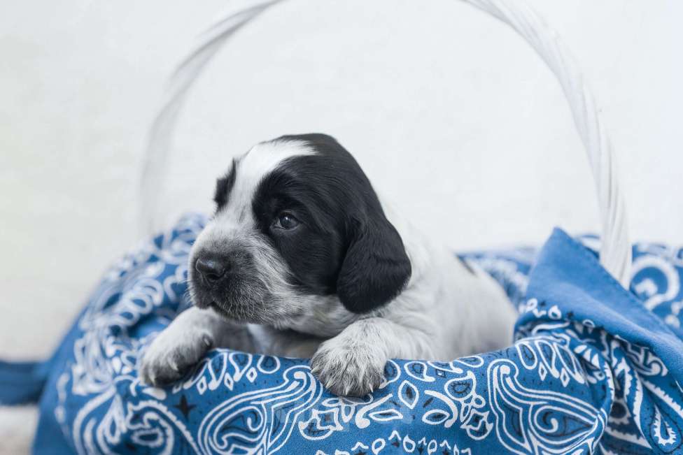 Собаки в Владивостоке: Щенки русского охотничьего спаниеля Мальчик, 50 000 руб. - фото 6