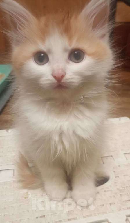 Кошки в Москве: Пушистые котята в добрые руки Мальчик, 1 руб. - фото 5