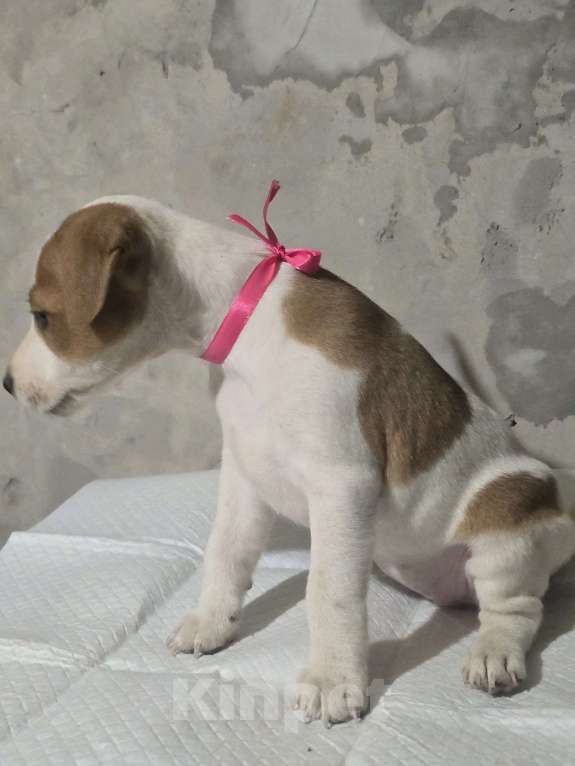 Собаки в Симферополе: Джек рассел терьер, девочка Девочка, 9 000 руб. - фото 2