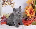 Кошки в Мурином:  Британский котик голубого окраса Мальчик, 35 000 руб. - фото 5