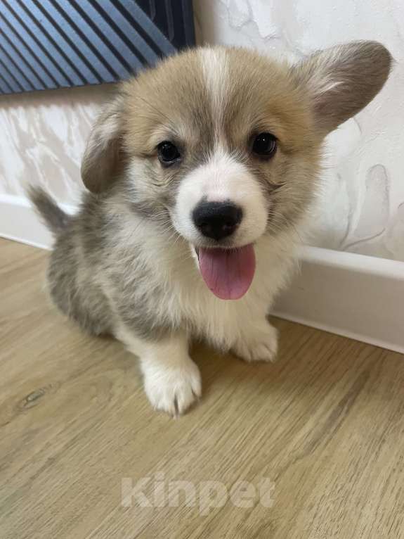 Собаки в других городах Нижегородской области: Мальчик Корги Мальчик, 60 000 руб. - фото 1