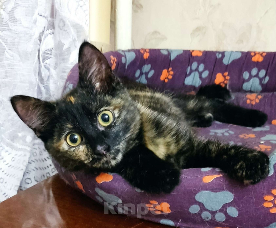 Кошки в Москве: Котёнок Мурзилка в добрые руки  Девочка, Бесплатно - фото 1