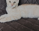 Кошки в Алуште: Котята породы мейн кун Разнополые, 13 000 руб. - фото 2