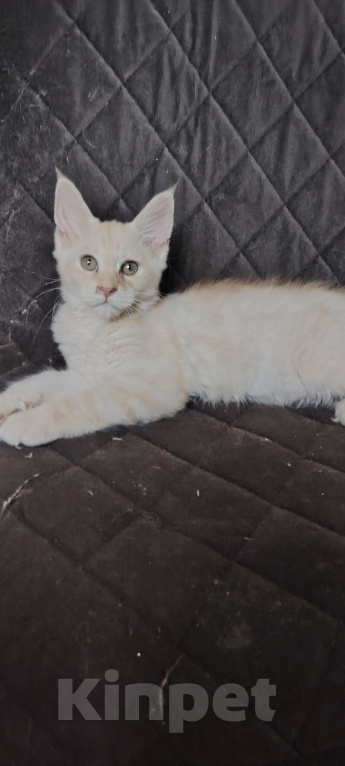 Кошки в Алуште: Котята породы мейн кун Разнополые, 13 000 руб. - фото 2