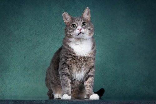 Добрый котик Сергуня, в добрые руки